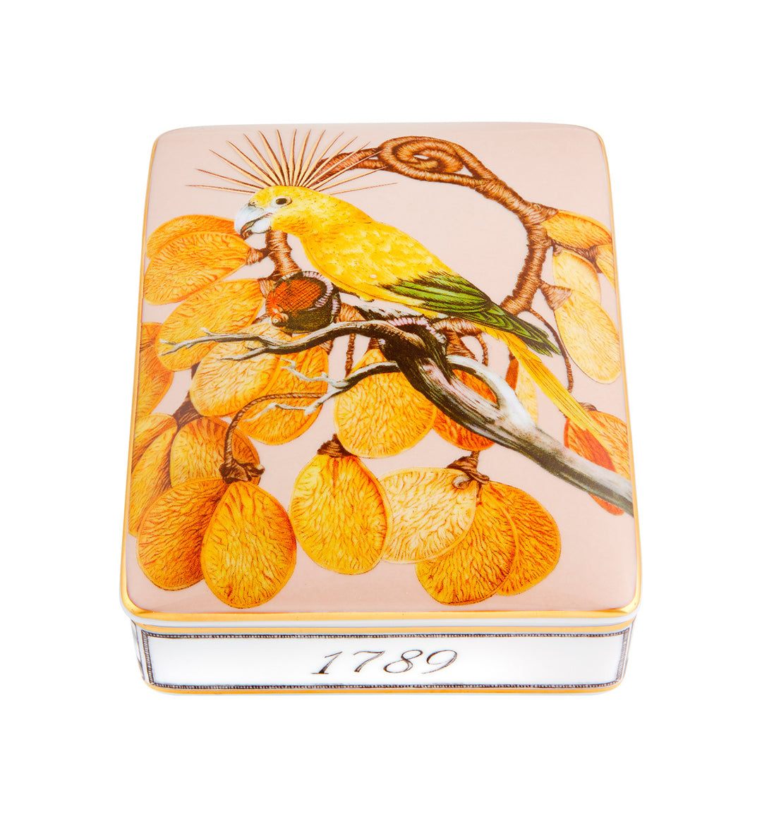 Amazonia Card Box